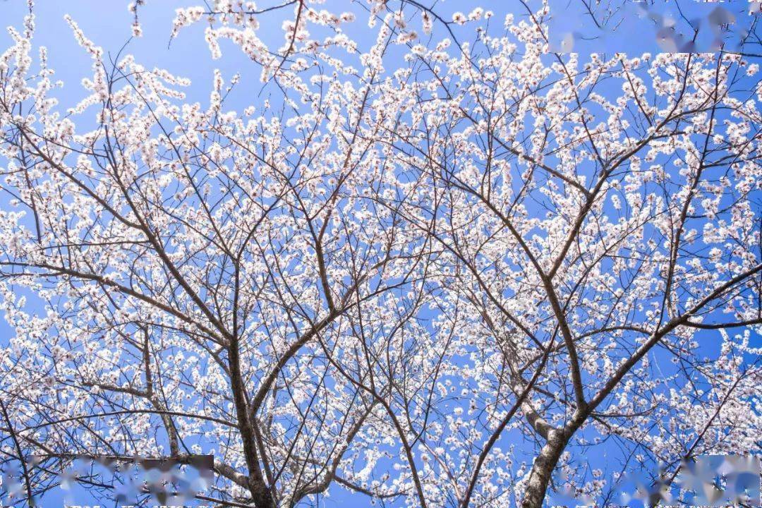 燕子|今日春分！春暖花开，这些关于春天的知识讲给孩子听吧