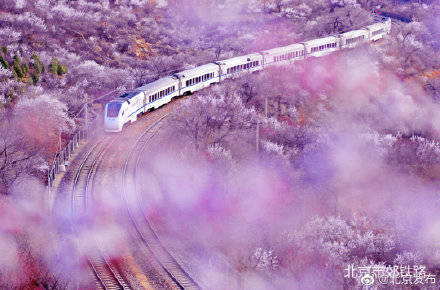“开往春天的列车”明起每日开行七对，满足市民徜徉“花海”出行需求