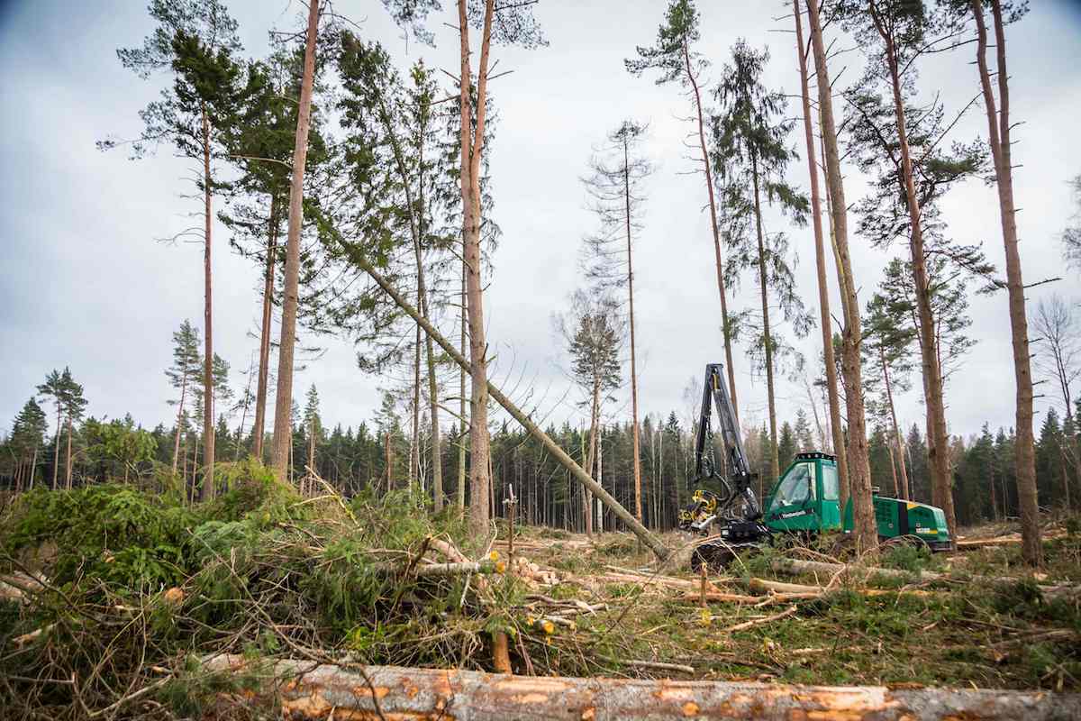 世界森林日②地球的警告森林正被嚴重破壞