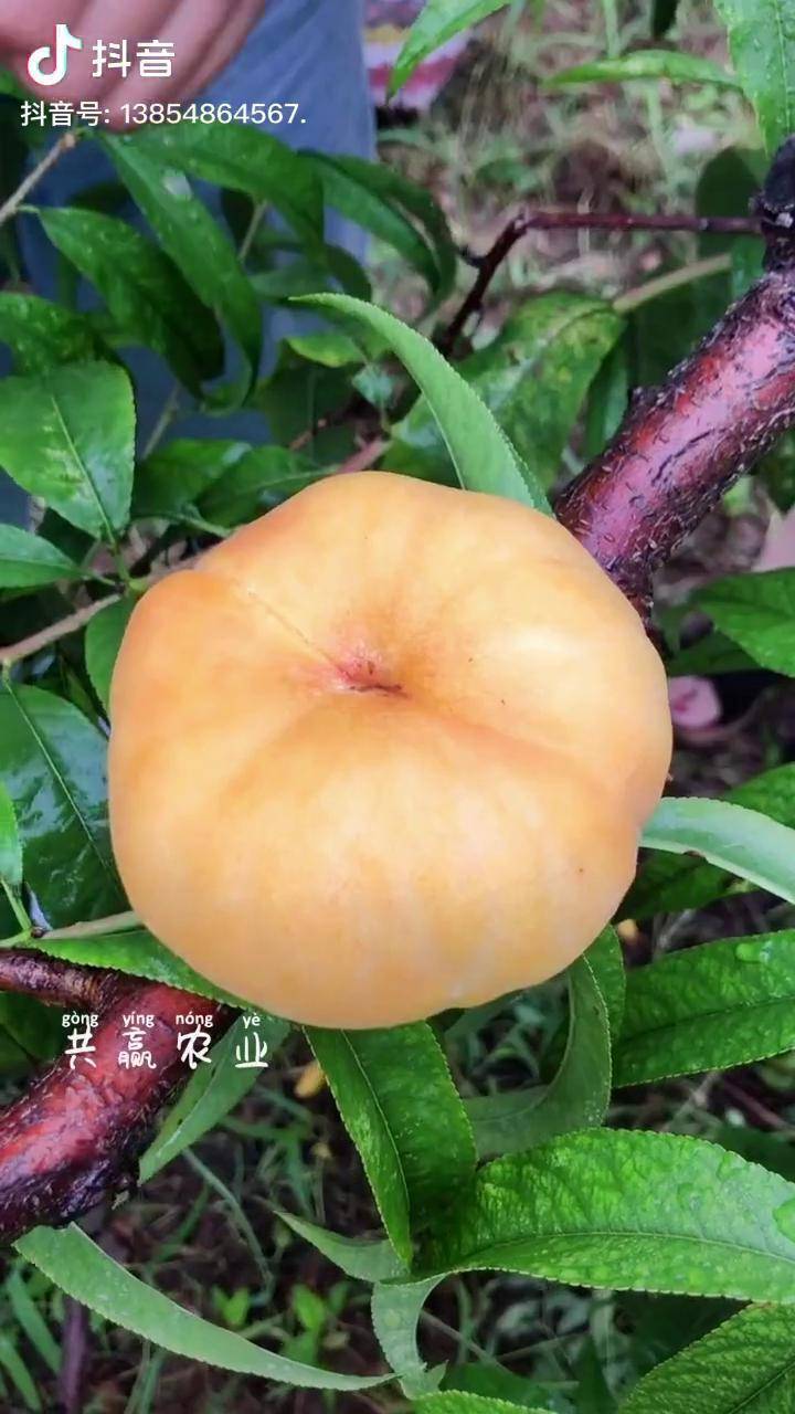 黄金蟠桃树苗_蟠桃_树苗_黄金
