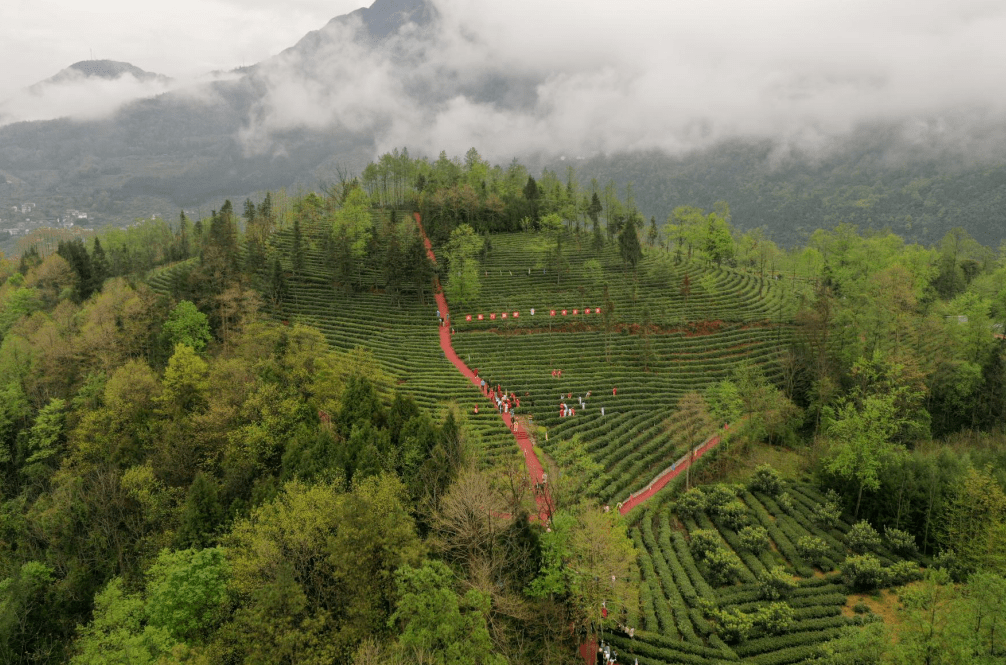 带你看北川北川茶园春意浓春茶飘香采摘忙