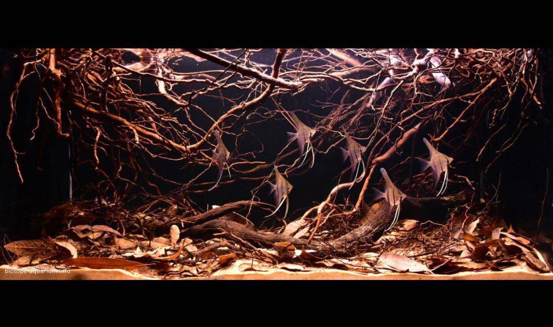 [原生魅力] 秘鲁:亚马逊支流-(rio nanay)纳内河_iquitos-_造景_水族