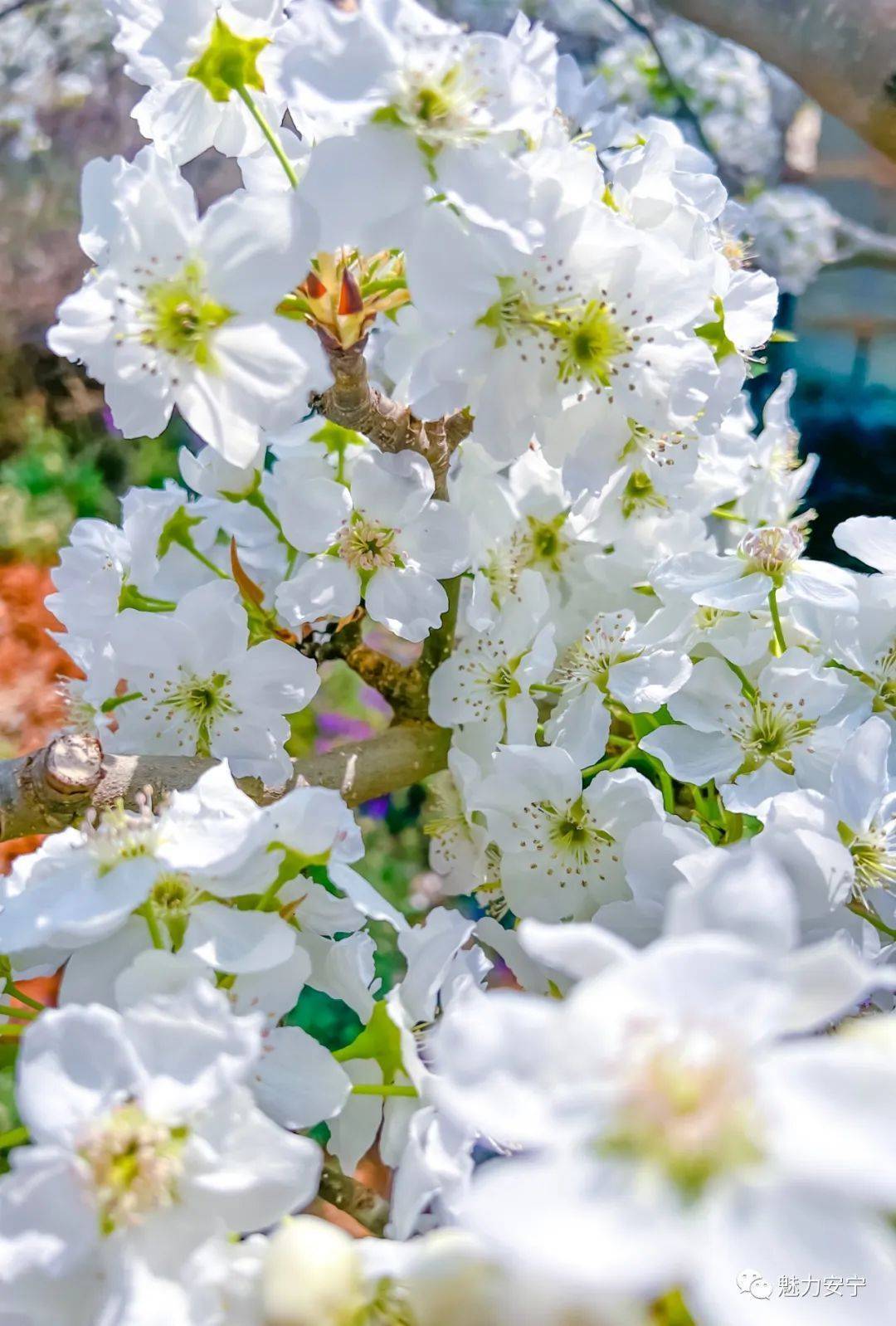 到达|在阳春三月里邂逅梨花盛开