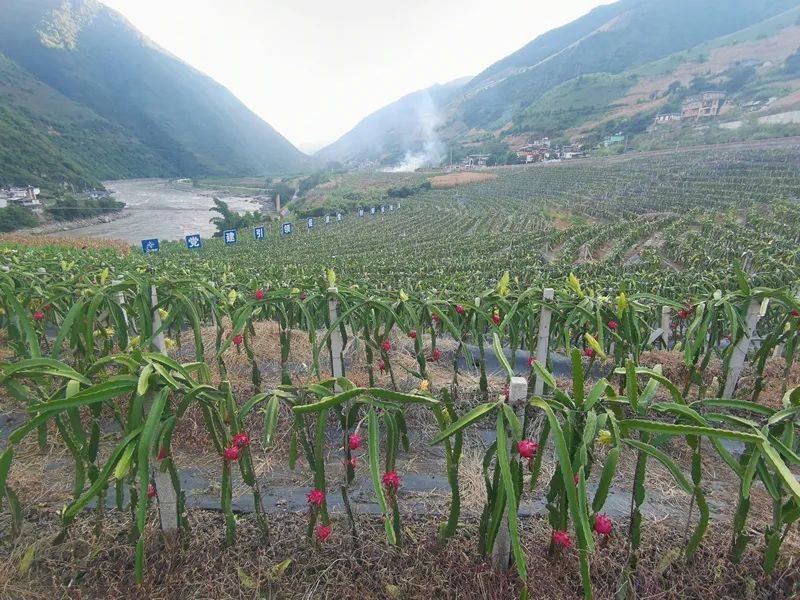 云南怒江大兴地镇:走出产业强镇富民新路_种植_火龙果_泸水