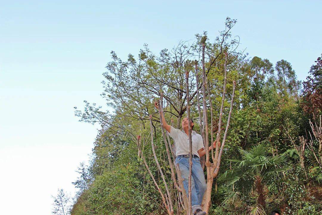 首先映入眼帘的是种植在她家房前屋后的一棵棵正在发芽的树头菜,高大