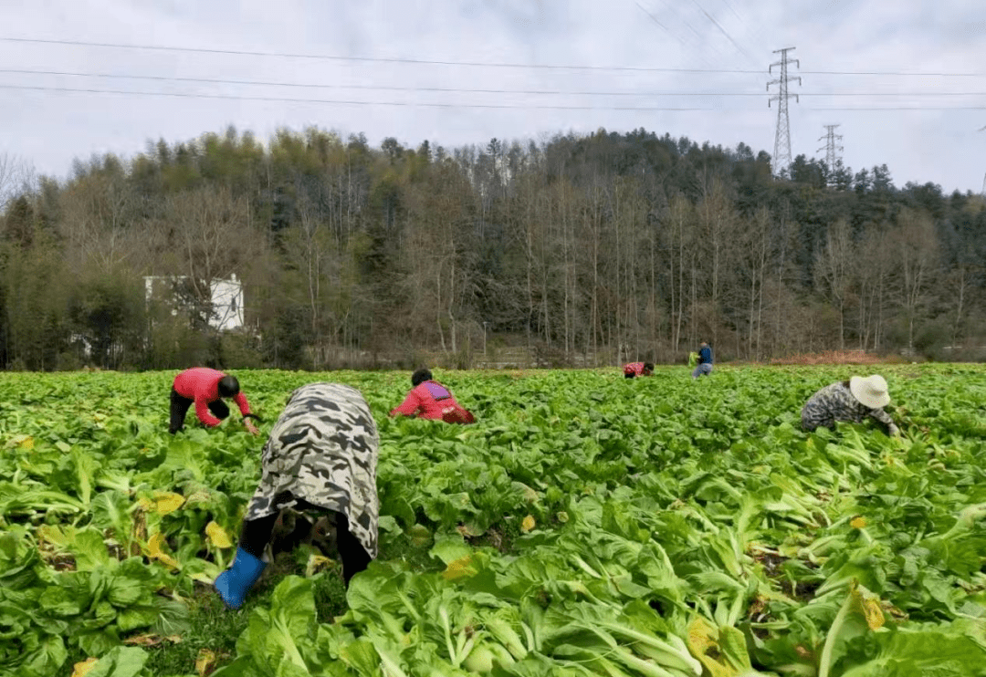 阳春三月,生机盎然,吉安市安福县羊狮慕镇楼下村冬种芥菜迎来了大丰收