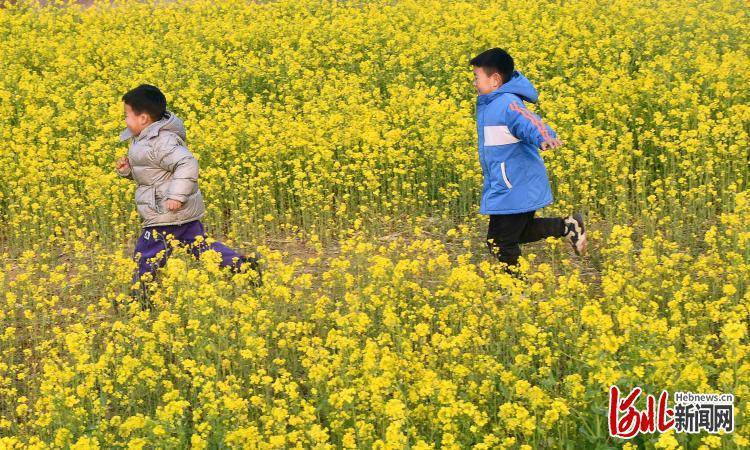 油菜花|河北：春光好 花儿俏