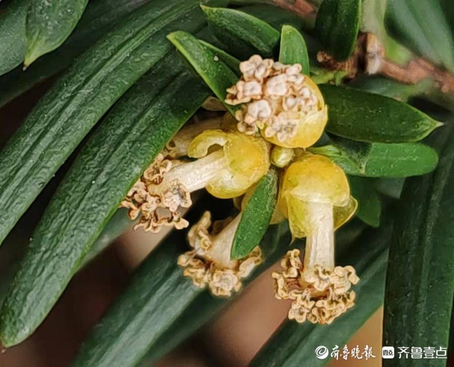 红豆杉刚开花时的图片图片