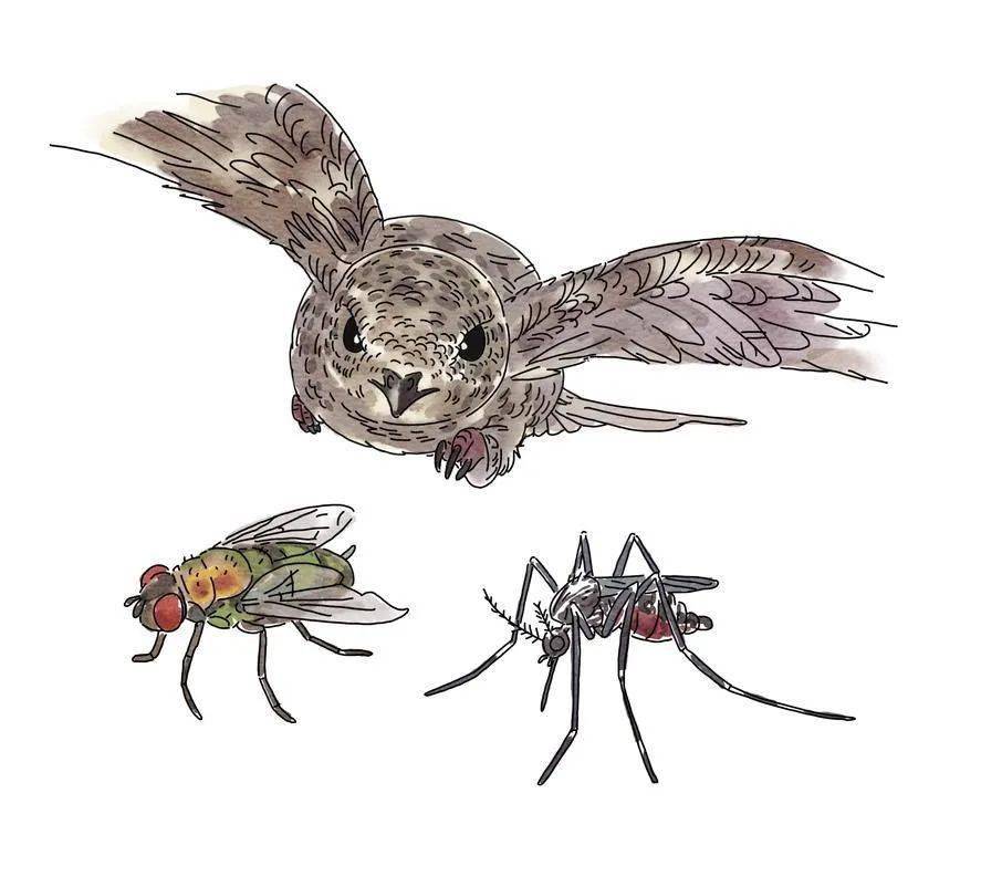 这里是北京北京雨燕