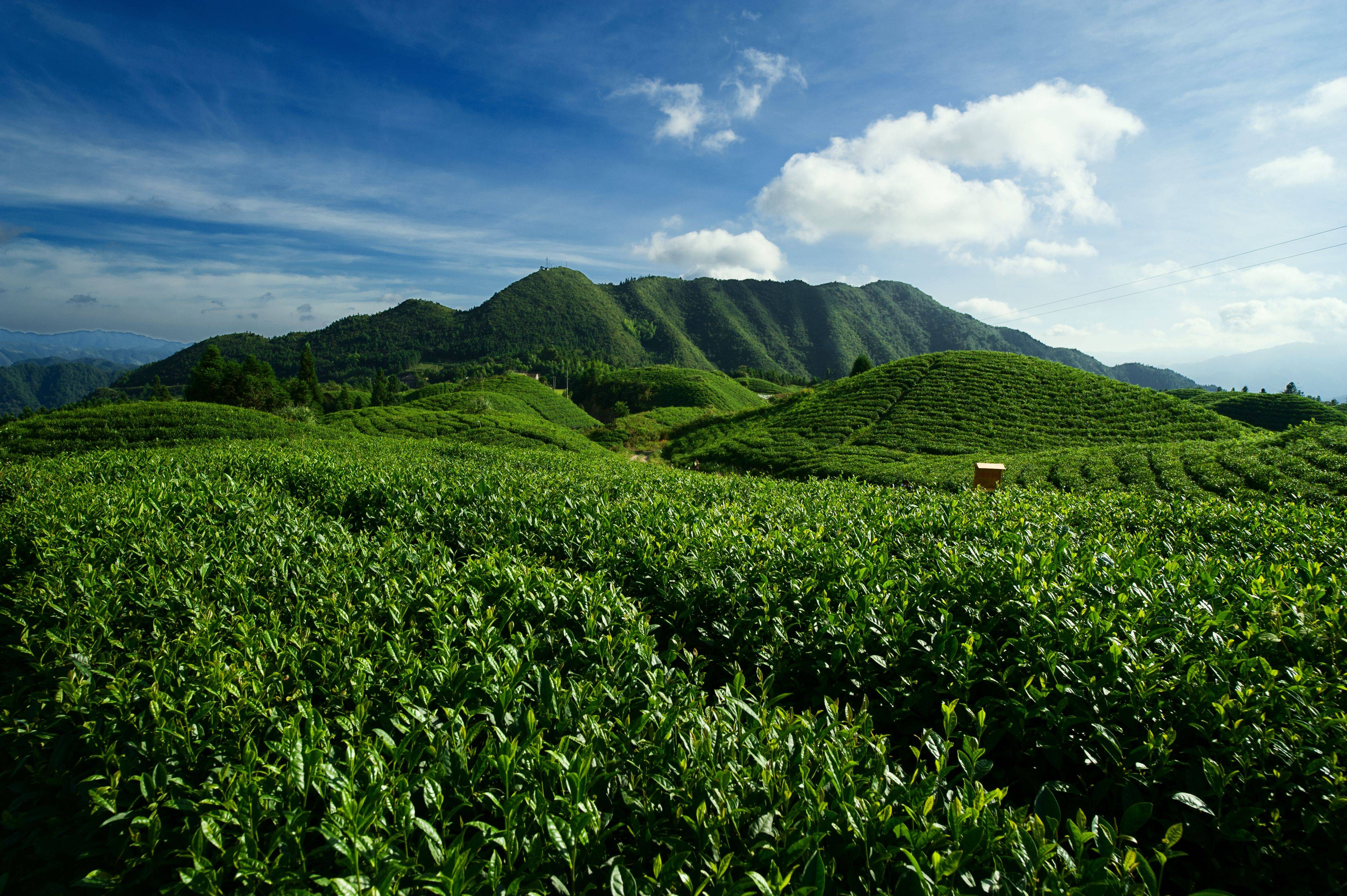 茶园里常年云雾缭绕,雨量充沛,产出的茶叶茶香醇厚,品质上佳,含硒量是