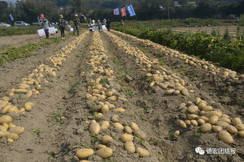 希森3号马铃薯田间测产亩产达51吨
