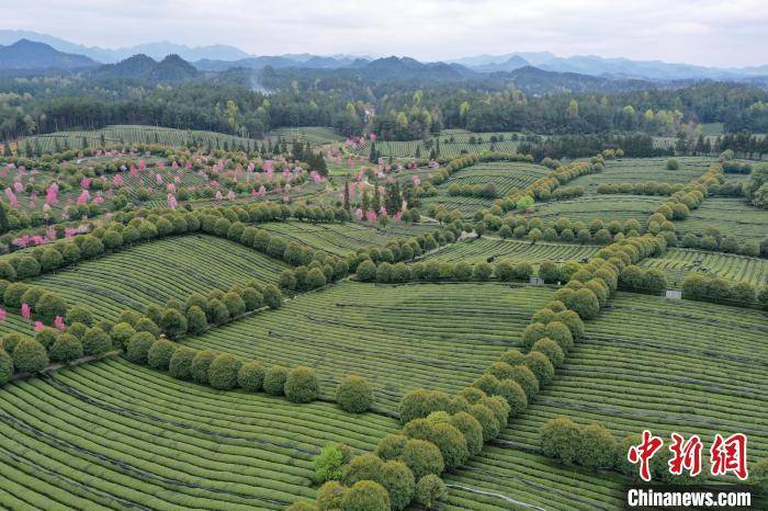 永安镇|航拍贵州凤冈茶海春日美景