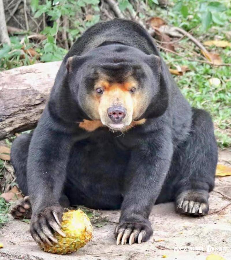 熊宝宝百日了!广州时隔16年再度繁育马来熊,比大熊猫濒危