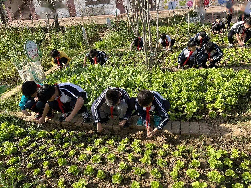 劳动最光荣不负春光好时节南沙小学劳动实践基地春耕校园种植活动劳动