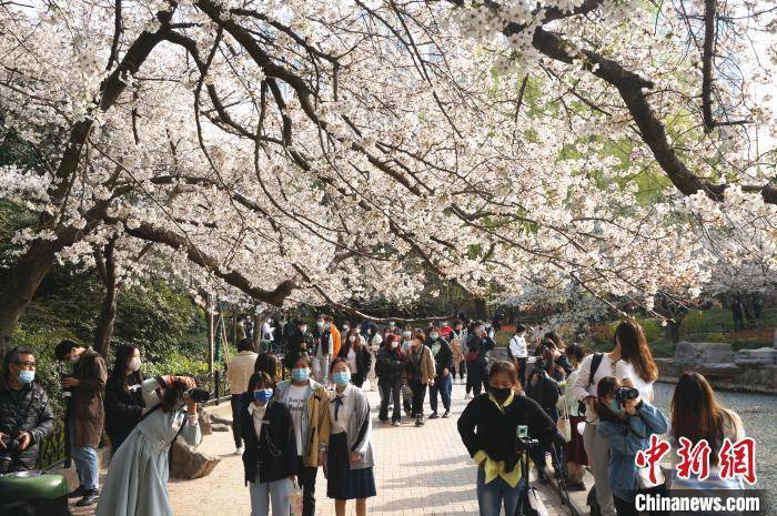 市民|郑州：樱花盛开市民赏樱踏春