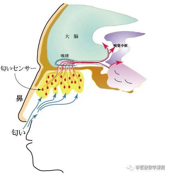 嗅神经位置图图片