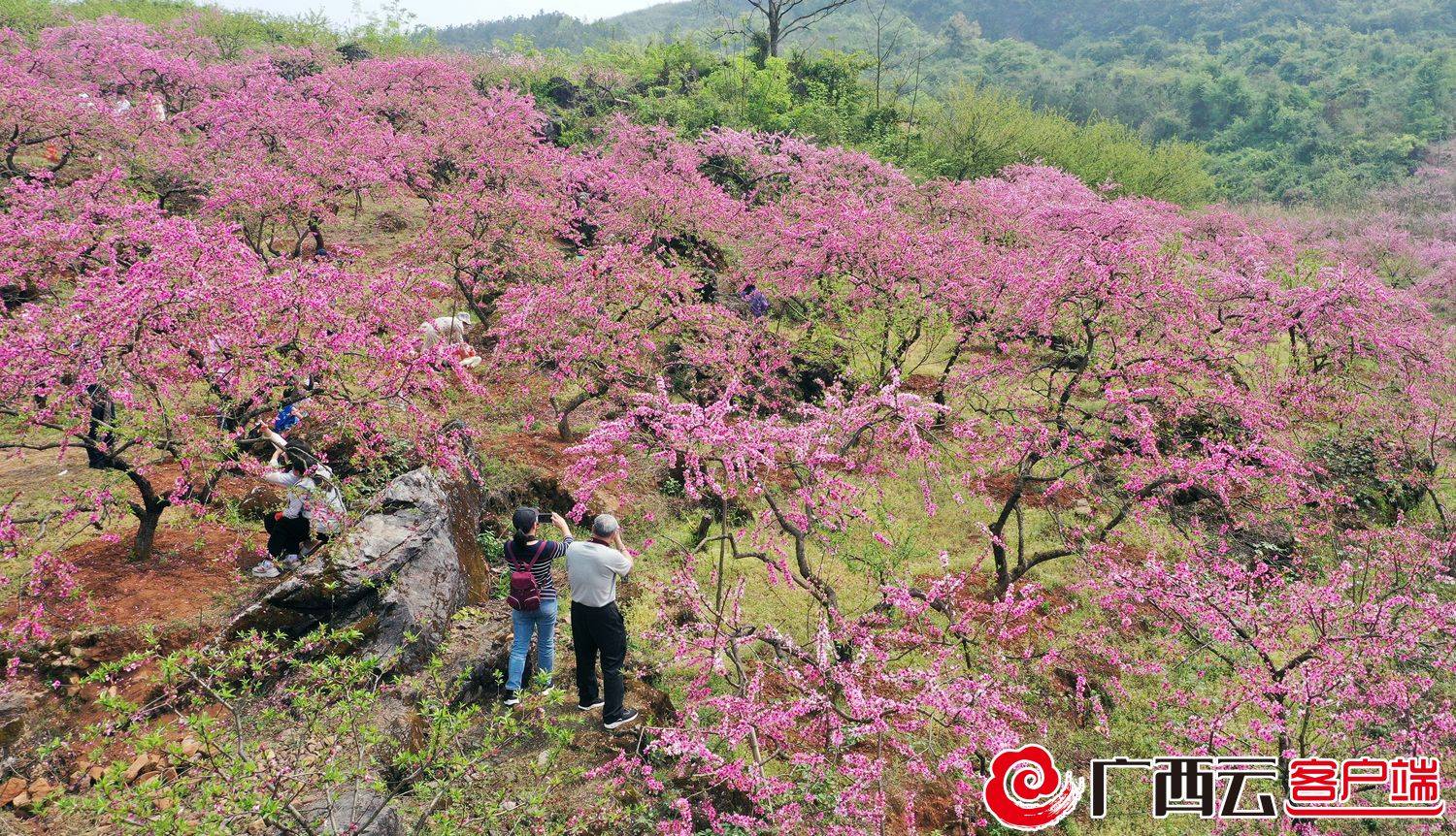 桃花|灌阳县：花开大地“卖风景”乡村旅游日益红