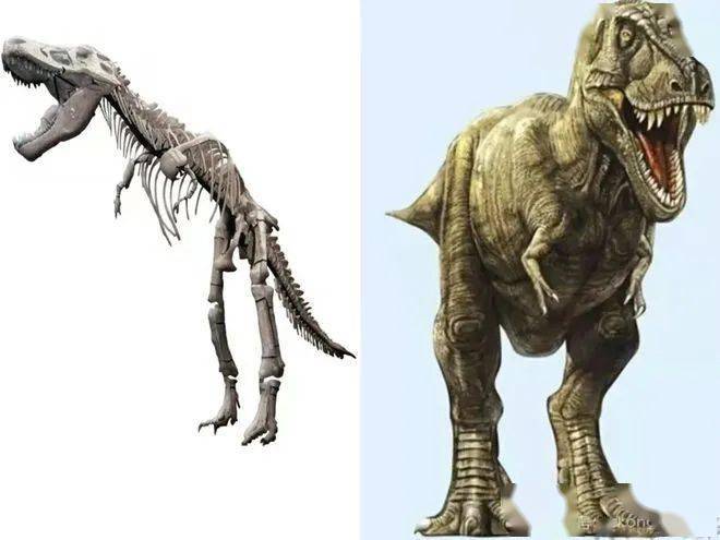 诸城火龙龙原型是