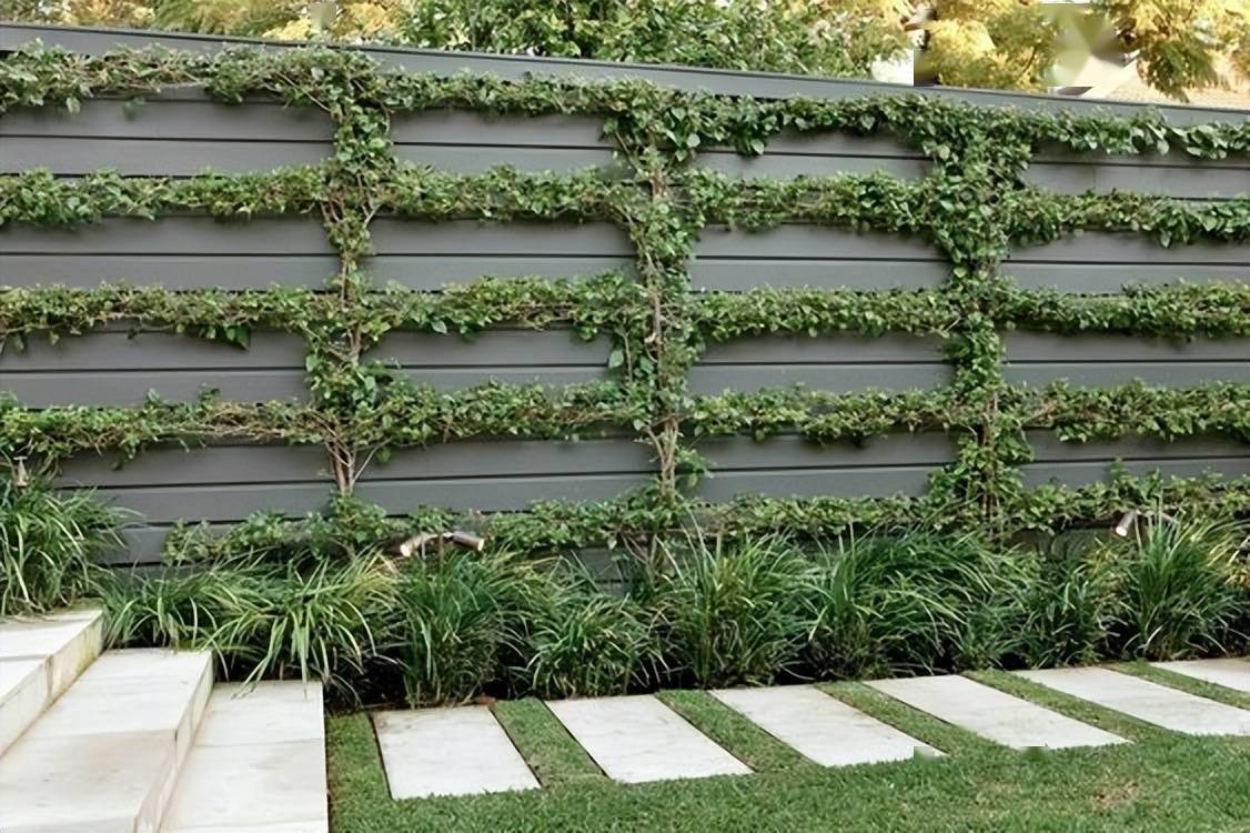 有心人的确不一样靠院墙种绿植枝叶修剪成心形表白别具一格