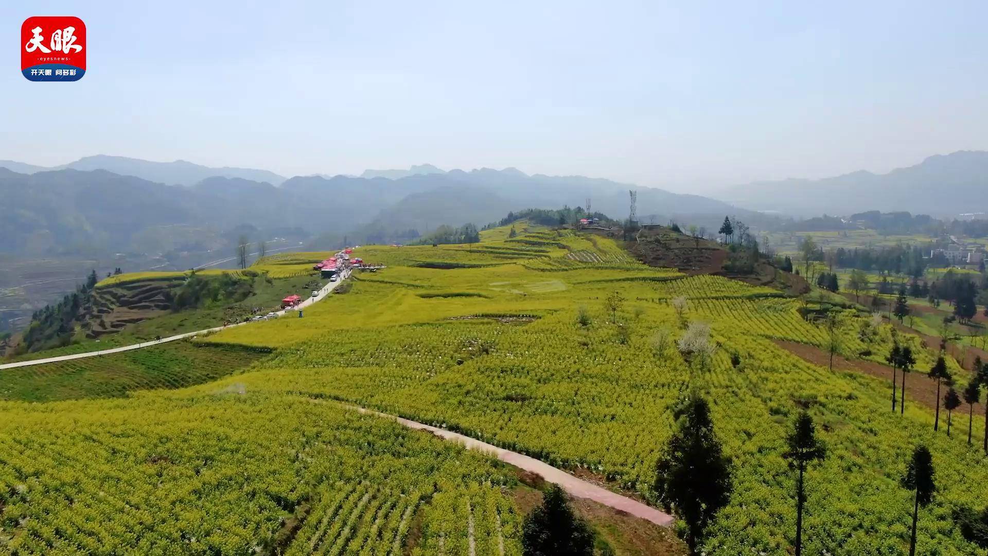 纳雍县乐治镇满目金黄香百里油菜花开惹人醉