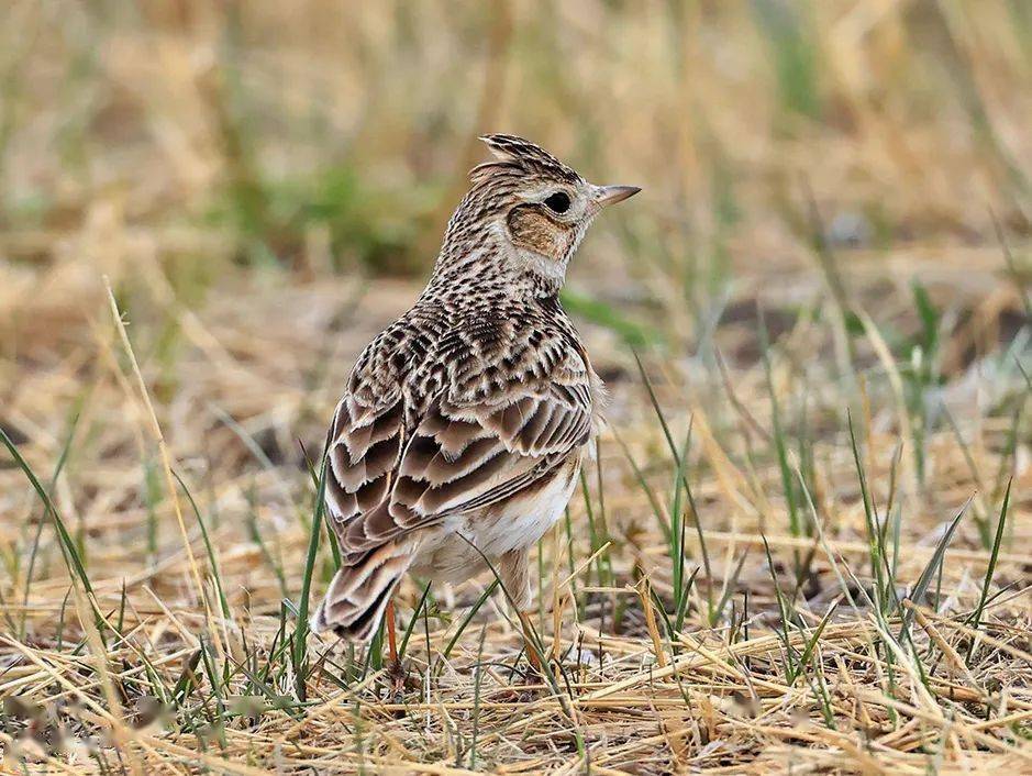 鸟鸣八闽 | 福建省国家重点保护鸟类(四)_相思鸟_画眉_黄冠
