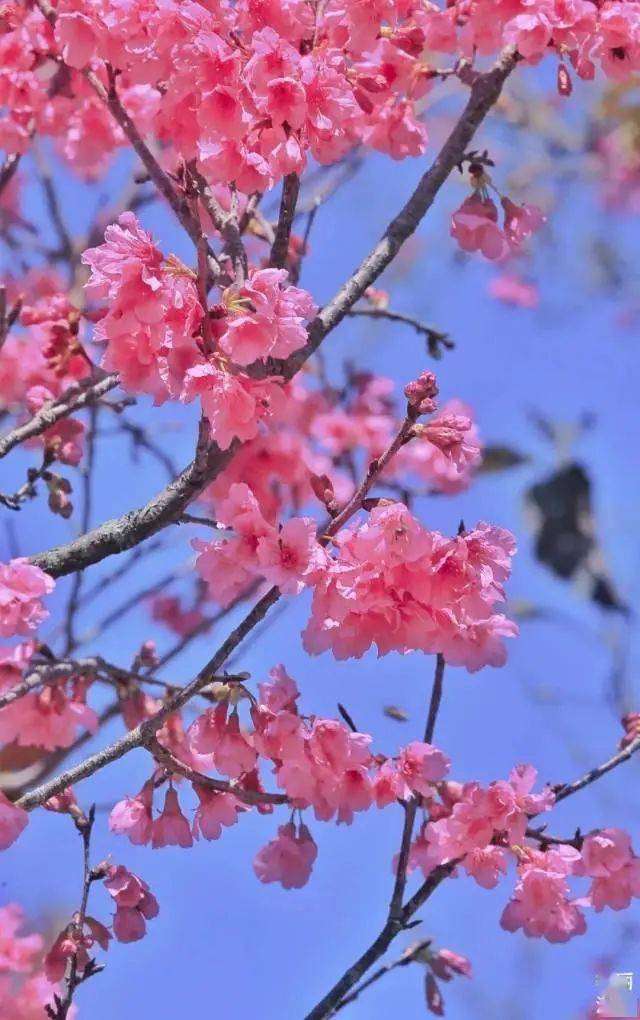 深圳,在春天里复苏,在春光里奔跑_公园_城市_山樱