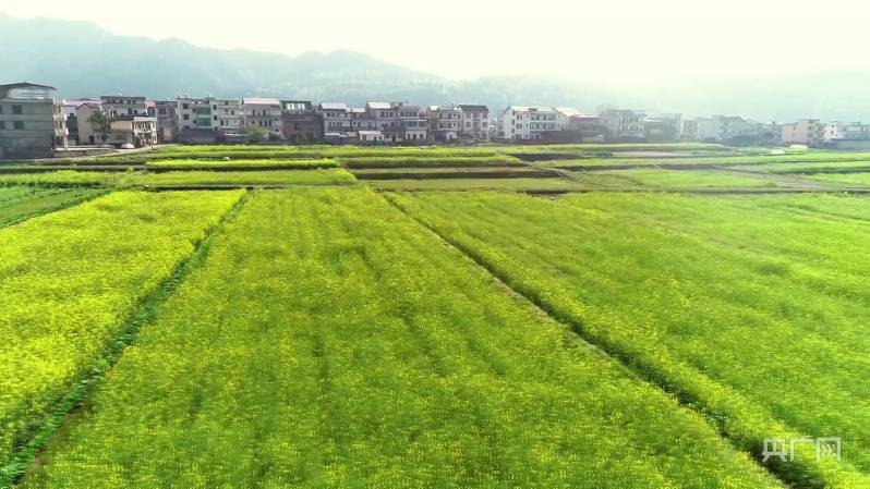 远山|邂逅春天丨湖南邵阳：金灿灿的油菜花海 辉映村落远山