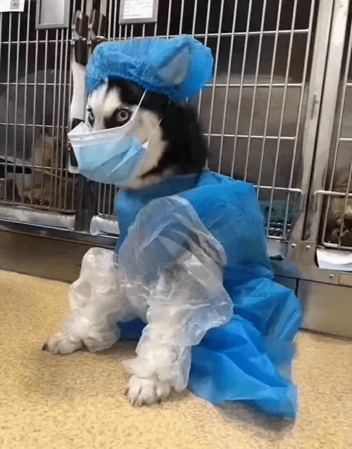 "我的猫要戴口罩吗?"喵君的沙雕同事都在想什么啊?_猫猫_猫咪_手机