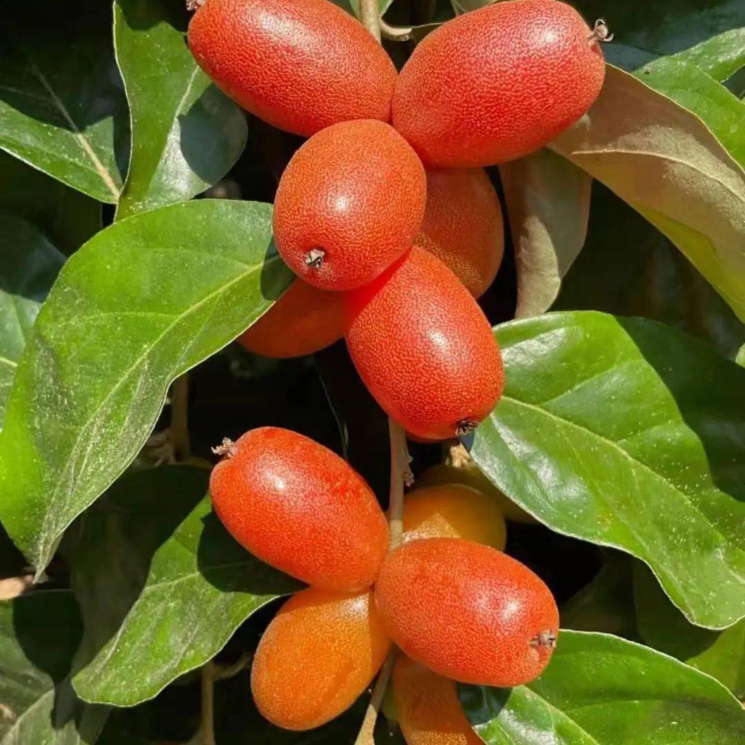 春天的味道元江水果蘸辣椒绝好吃