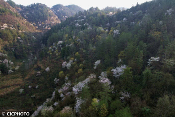 重庆市|漫山遍野春花开