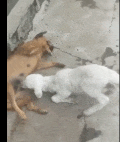 239_282gif 动态图 动图