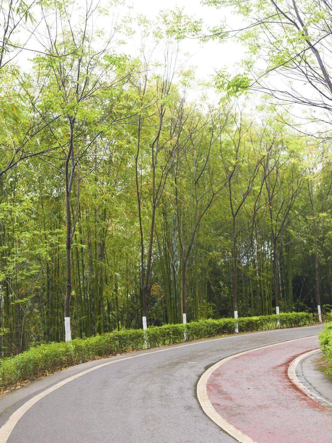 赏蔷薇游迷宫登步道大足南山公园将醉美春色献给你