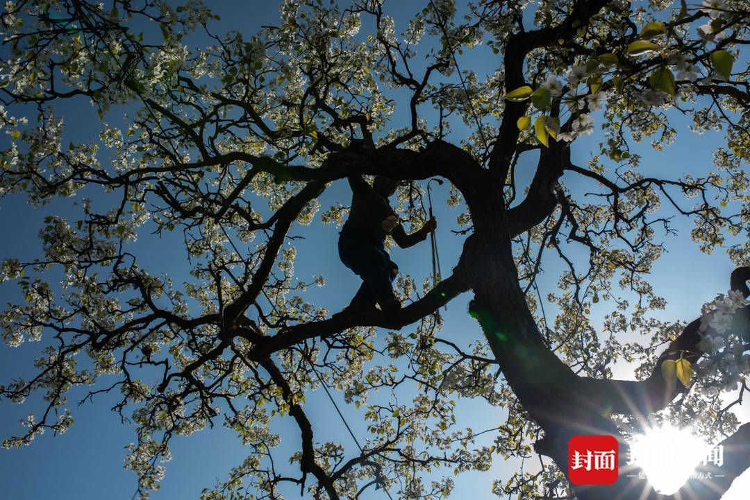 四川雅安市汉源县,泥巴山下富庄镇的高山上,百年梨树花开,好似白雪