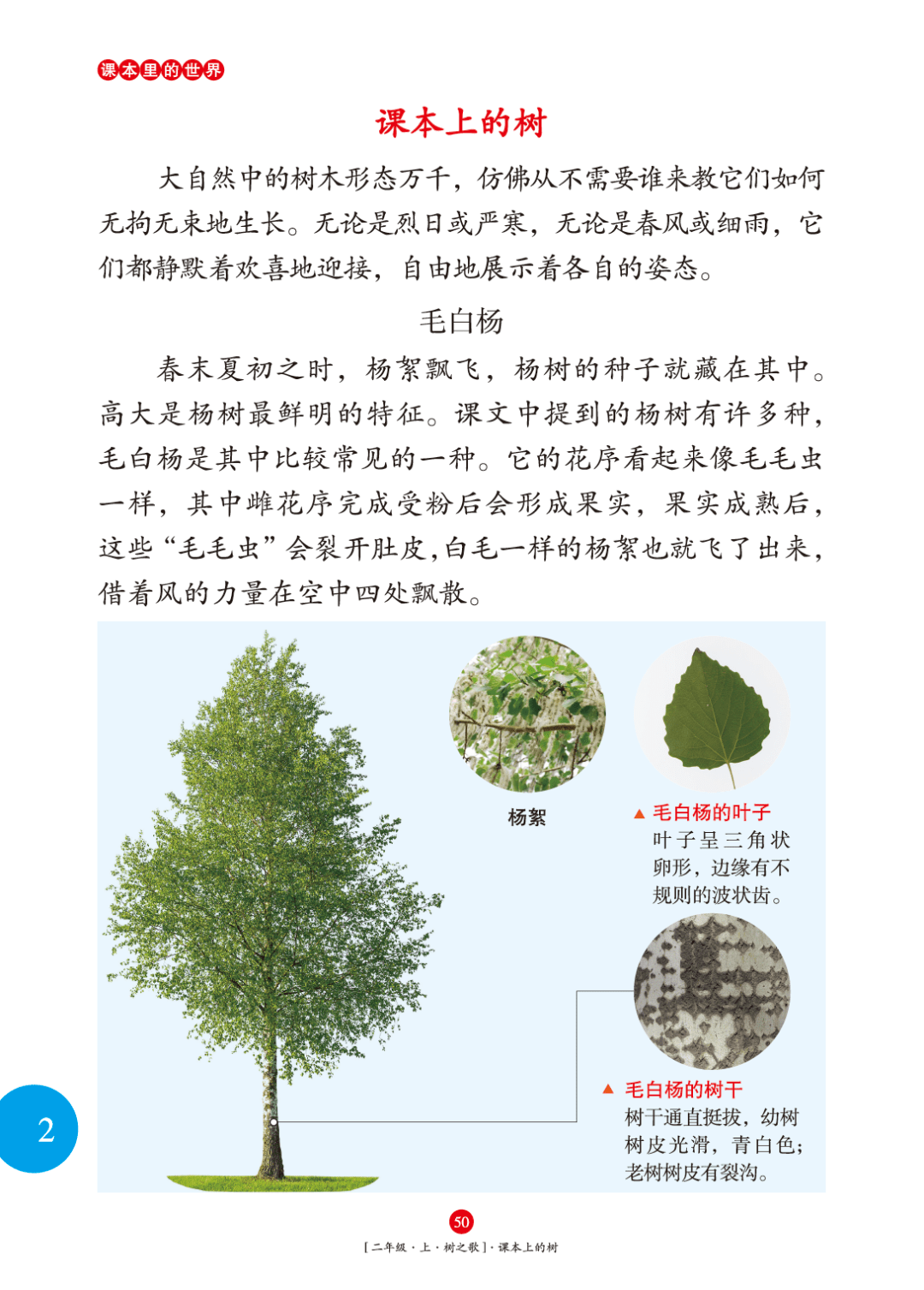 要突出高,榕树突出壮,梧桐树重点介绍树叶的形状……贴着教材进行介绍