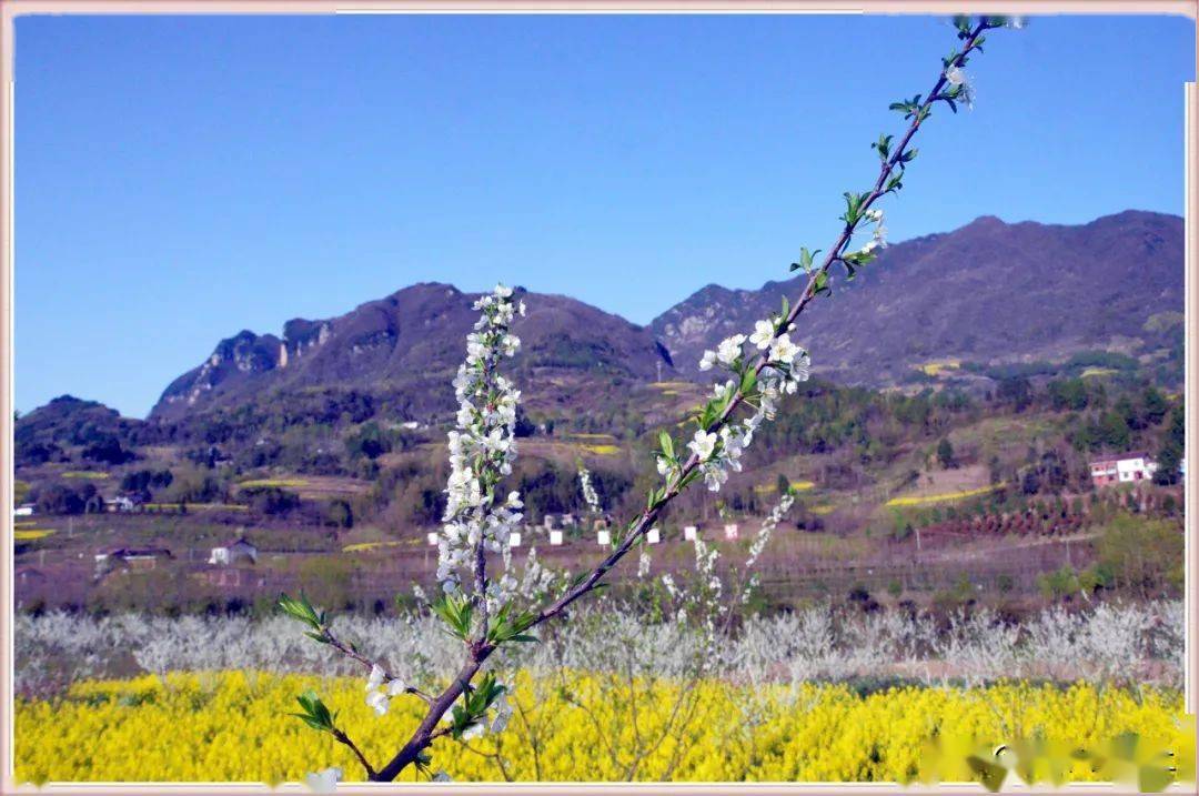 花开正好,汉中高川镇春意正盎然_高山碧_沐浴春_西乡县