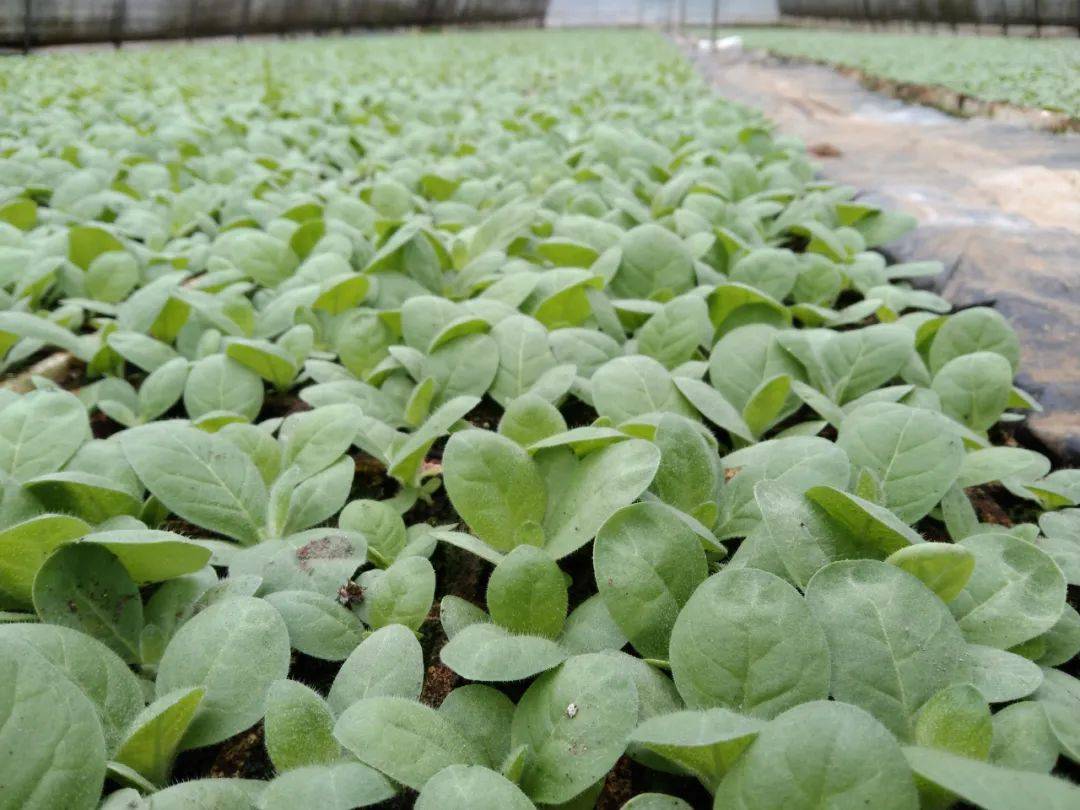 织金县:发展烤烟产业 助力乡村振兴_鸡场乡_苗进行_种植