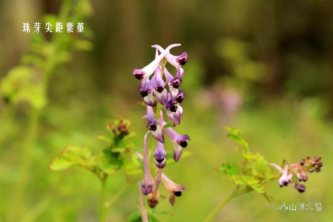 春来堇色秀江南8种紫堇辨识