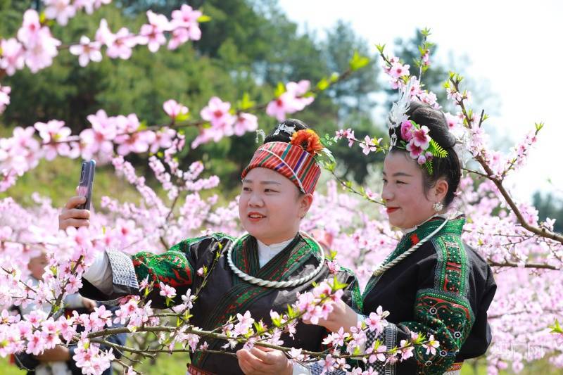 非法|贵州剑河：春和景明桃花开