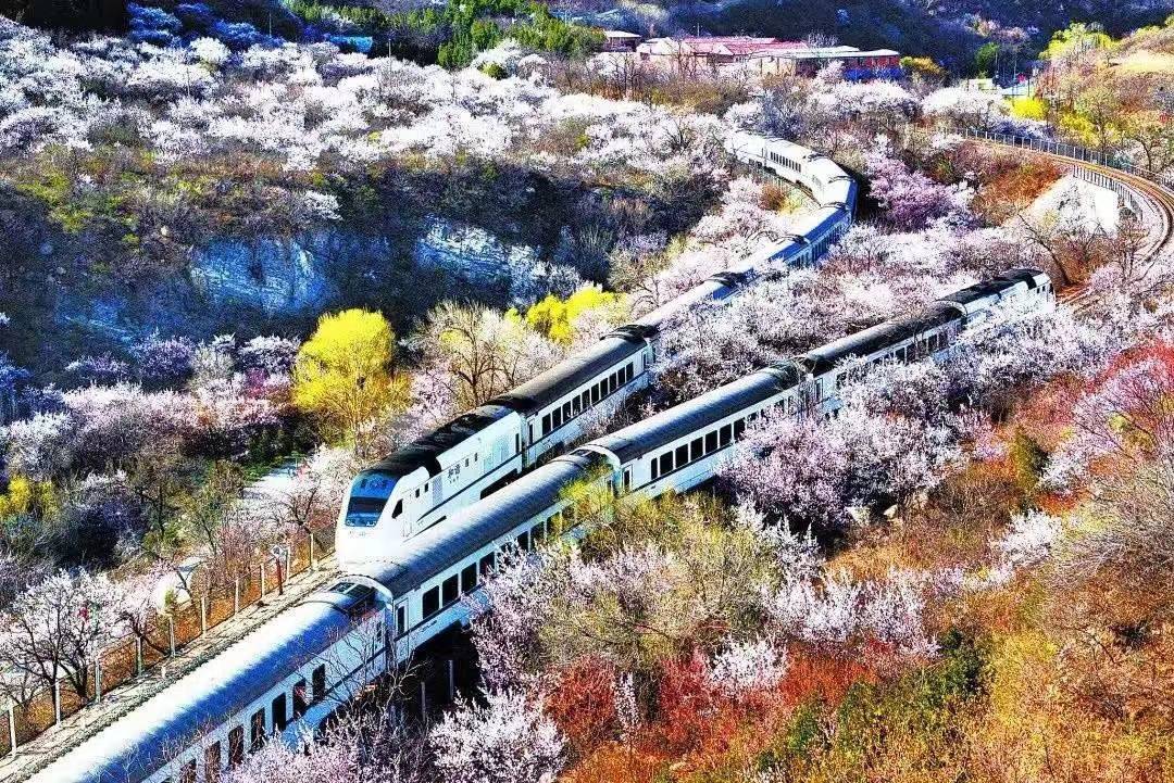 文化|京郊两区推出15条春日赏花精品线路，冬奥赛区五一开门迎客