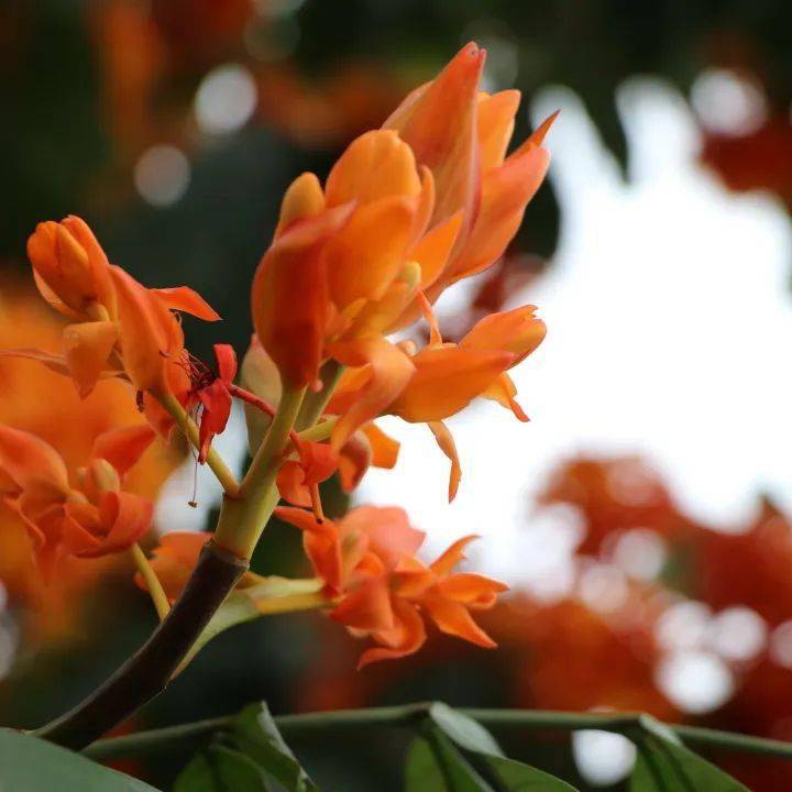 无忧花开火焰怒放花开成景花落成诗