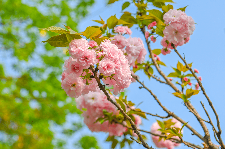 春日两江花开烂漫这份美好请查收