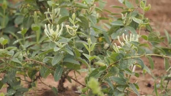 郏县:种下金银花 铺就"金银路"_种植_安良镇_张行