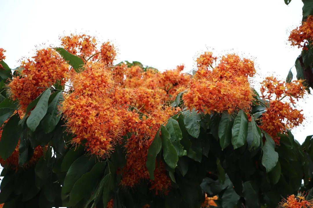 无忧花开火焰怒放花开成景花落成诗