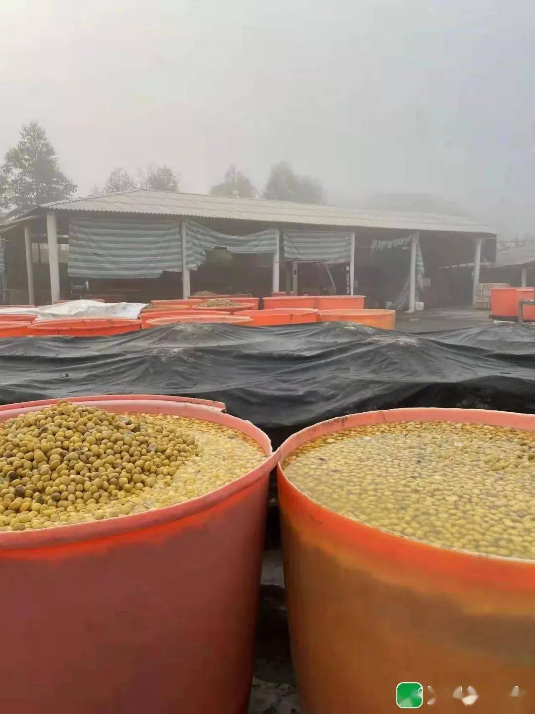 汕头一凉果厂被查处