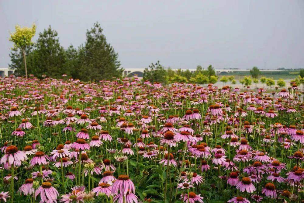 周末游 石家庄这些水畔赏花的地方 你去过吗 滹沱河 世纪公园 海棠