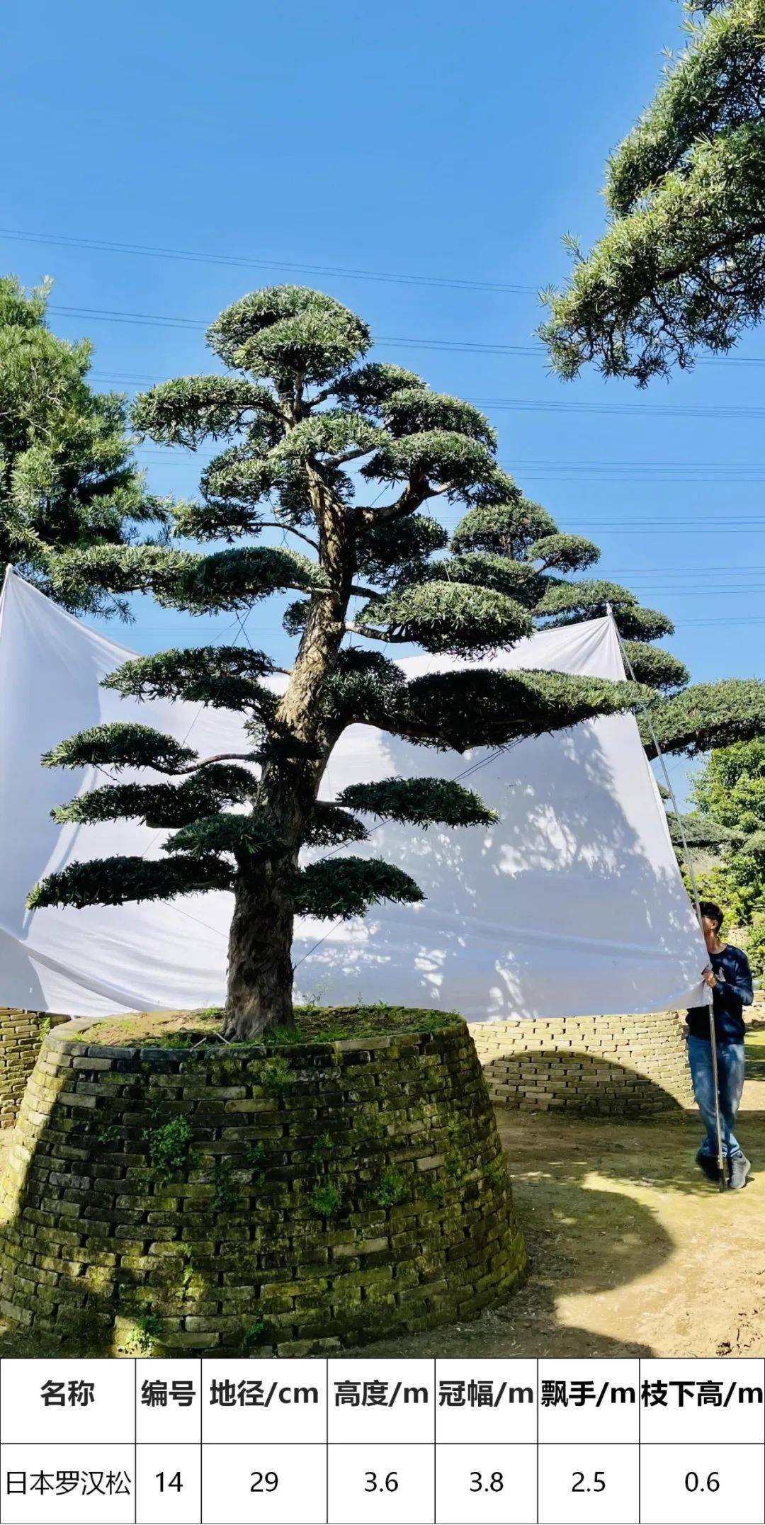 马后花园精品日本进口罗汉松独特造型