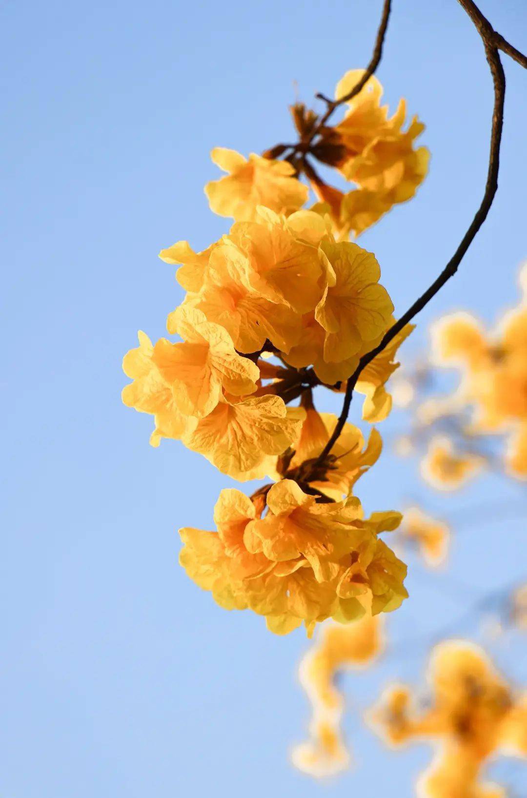 海洋中你是否在这片置身画中融为一体暖阳 蓝天 绿树 黄花-01-花语