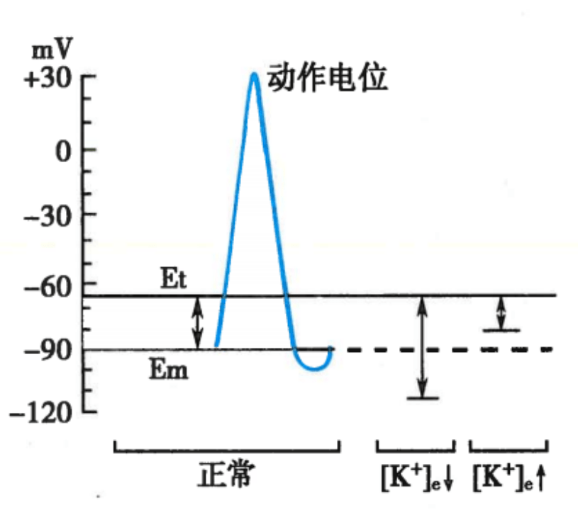 细胞静息电位模式图图片