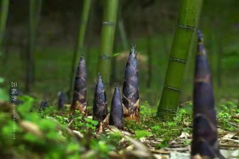 邛崃春摄会丨临济镇竹笋开采了