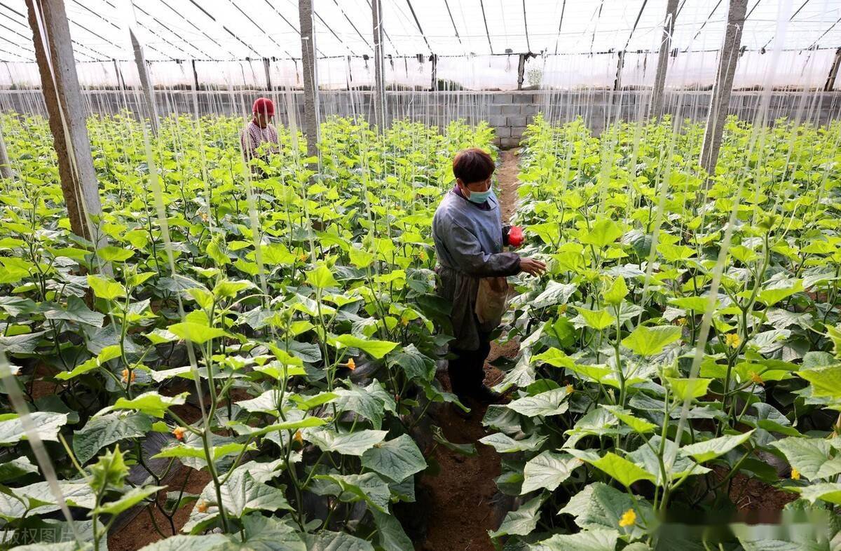 豆角黄瓜产量低摘几次就下架教你5个方法一直摘到下霜